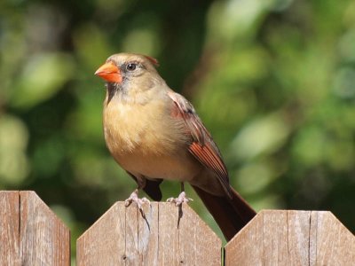 Up on the fence