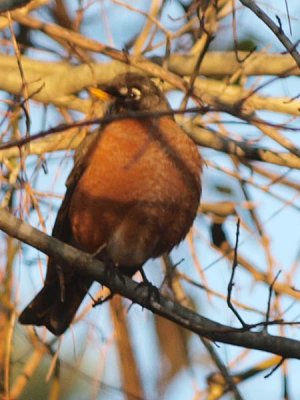 Robin (up a tree)