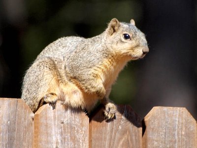 On the Fence