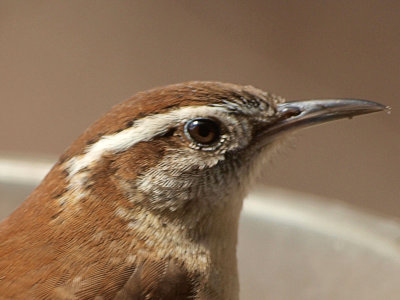 Wren