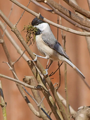 Bringing in the Nest