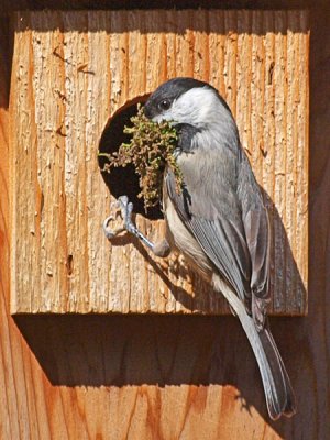 They think its a Bluebird house