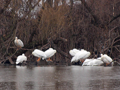 White Pelicans at Lake Palestine Texas