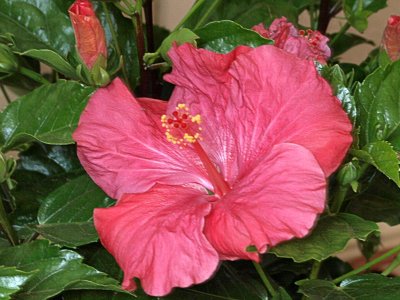 New Hibiscus for 2010