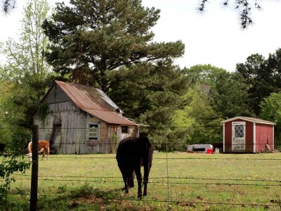 Old building, new building and cows