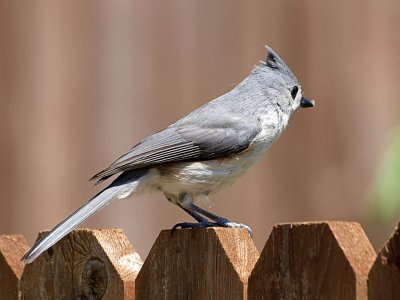 On the Fence