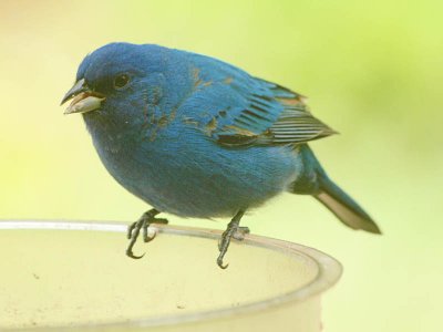 Indigo Bunting