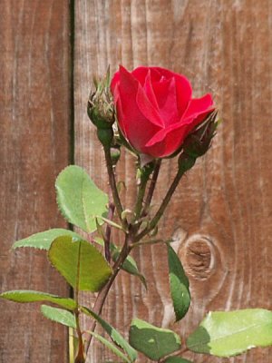 Red Knock Out  Rose