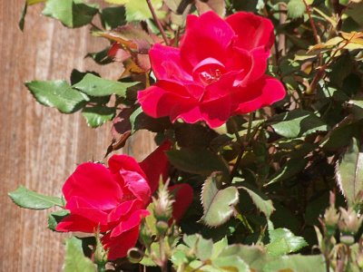 Knock Out Rose blooms