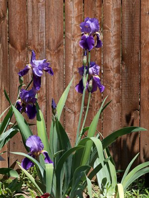 William Mohr Iris blooms