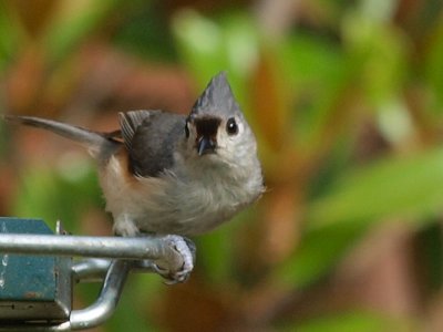 Tufted Titmouse