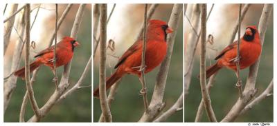 Cardinal Triptych