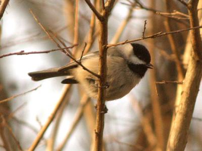 Chickadee