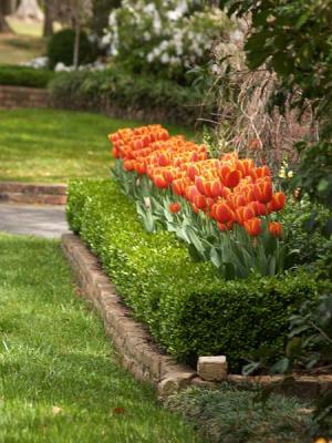 Tulips anyone?