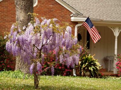 Wisteria