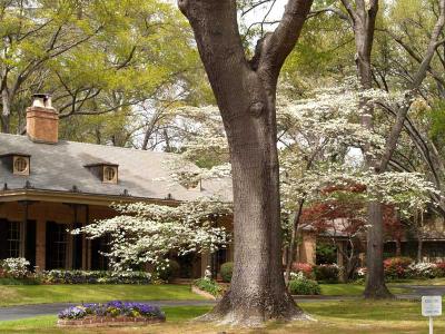 Dogwood