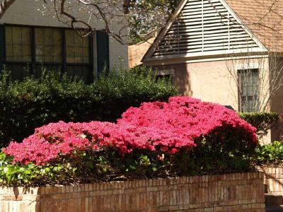 Azaleas