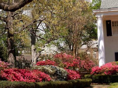 Azaleas