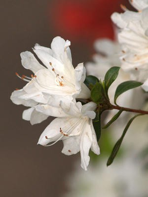 White Azalea