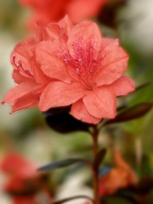Closeup Azalea