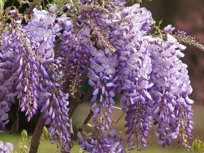 Wisteria closeup
