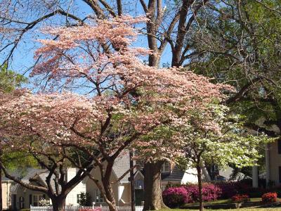 Pink and White