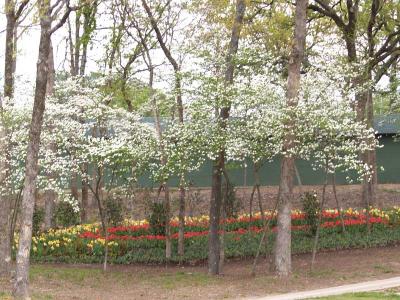 Tulips, daffodils and dogwood
