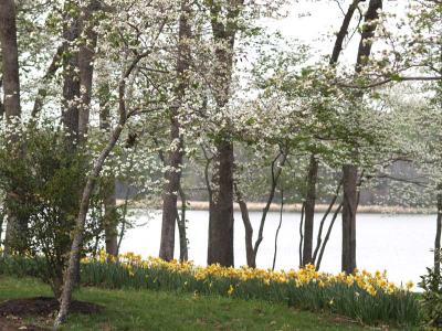 Daffodils and water