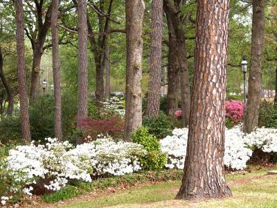 Azaleas in the Park