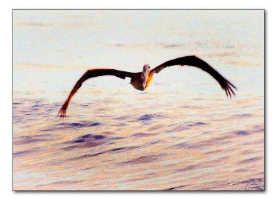 pelican-swell.jpg