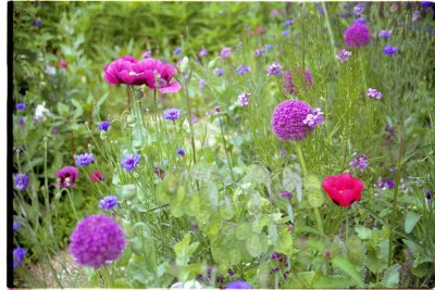 monet garden