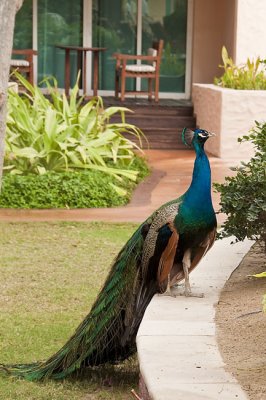 Peacock at Habtoor Grand Hotel, Dubai (2)
