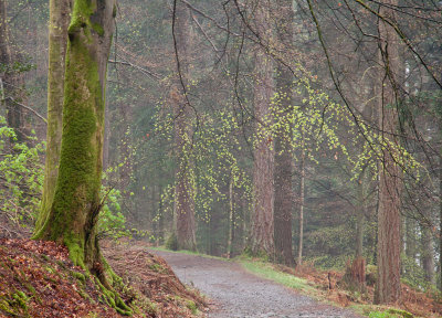 Windermere Walk_0031