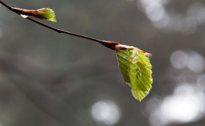 Windermere Walk__0035