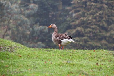 Windermere Walk_0009