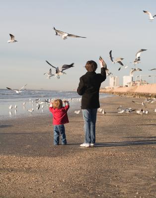 Galveston seagulls