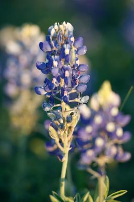 bluebonnet