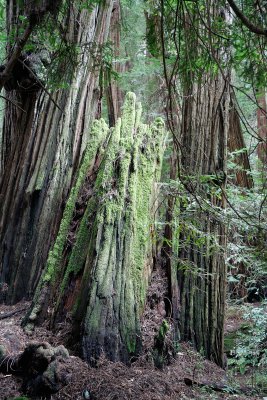 tree stump