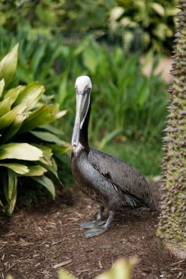 pelican portrait