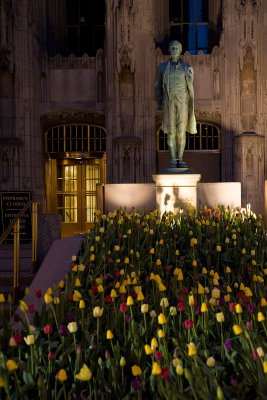 tulips and statue