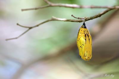 Butterfly-Park-Chrysalis.jpg