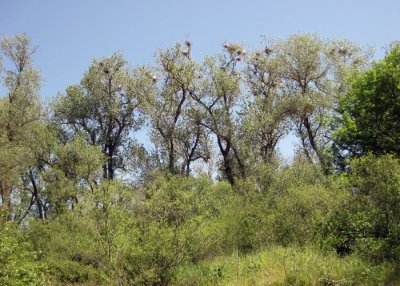 A Rookery of Maybe Two Dozen Egrets and Herons (on the Mokelumne)