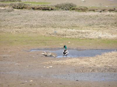 Mallards on the Saltmarsh