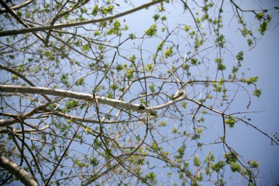 Apr42010_7125.jpg