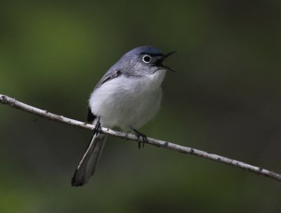 blue gray gnatcatcher1.JPG