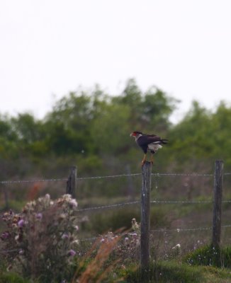 caracara.JPG
