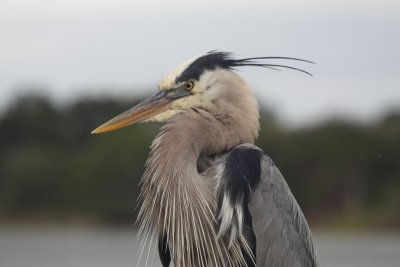 GBH 4.JPG