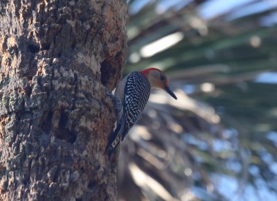 red bellied 4.JPG