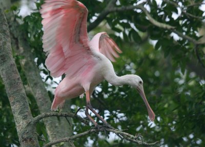 roseate spoonbill 1.JPG