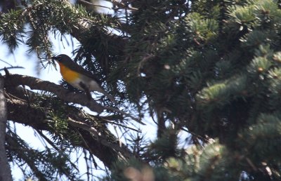 yellow-breasted chat 1.JPG